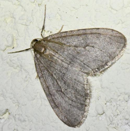 Réf. 316 314 : Operophtera sp.